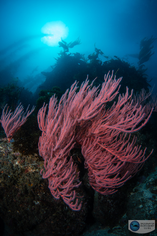 A gorgonian soft coral reefscape captured with the Nikon Z6III. f/14, 1/100, ISO 100 A gorgonian soft coral reefscape captured with the Nikon Z6III. f/14, 1/100, ISO 100