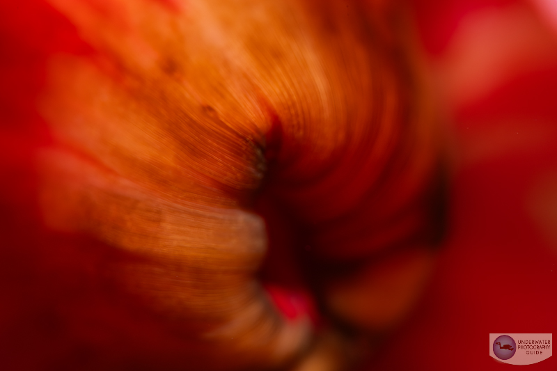 Textures from the mouth of an anemone captured with the Nikon Z 105mm macro lens and the Nikon Z6 III. f/16, 1/160, ISO 100 Textures from the mouth of an anemone captured with the Nikon Z 105mm macro lens and the Nikon Z6 III. f/16, 1/160, ISO 100