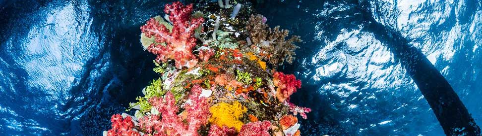 Alor Underwater Photo Workshop September 2025