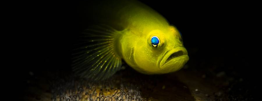 Anilao Philippines Ultimate Photo Workshop December 2025