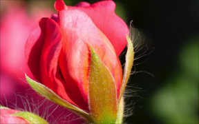 Panasonic GH5 image detail. 100% Crop.