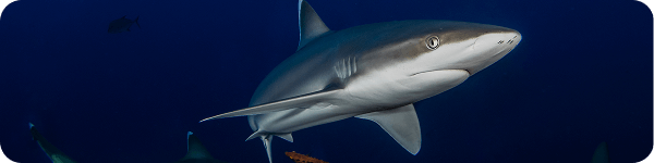 Wide Angle Tutorials